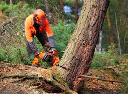 Tree and Shrub Care