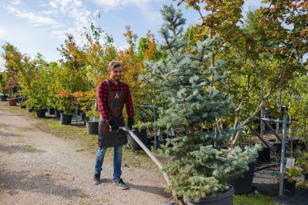 How Our Tree Care Process Works  in  Colfax, WA